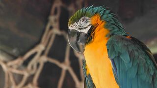 Nice bird 6