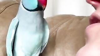 A beautiful parrot talks.