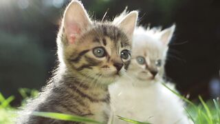 Cute cat 118