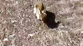 This man rescued a lost baby rabbit on the road and raised it. _animalshorts