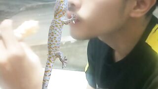 Digigit tokek susah lepas