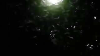 Ngasih makan malam ikan lele, itu musik apa ya❓