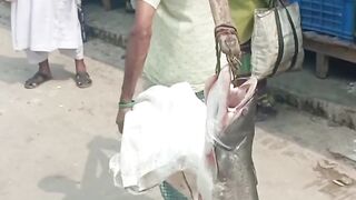 বোয়াল মাছ