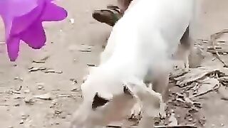 Dogs????????????
