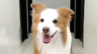 Funny videos 626