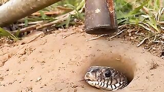 sirious video
