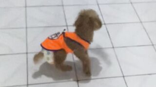 My Poodle 2