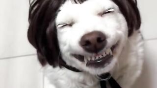 A Cute doggo <3