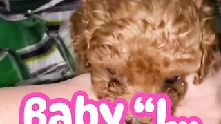 My Little Poodle