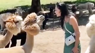 Funny Animals 48