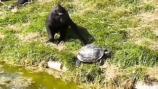 funny Animals comp
