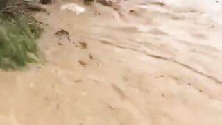 পানির স্রোতে কত শত গরু ভেসে যাচ্ছে????????????????????
