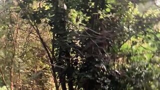 "Whispers of the Wild: A Glimpse into Nature's Heart"