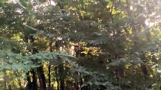 "Nature's Canvas: A Portrait of the Wilderness"