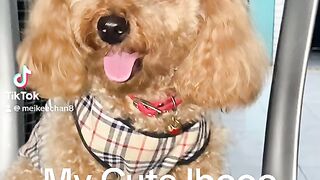 My Beloved Poodle