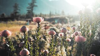 Natural beuty 2