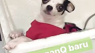 My cute doggie