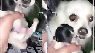 My Beatiful dog