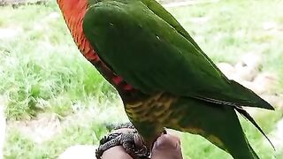 Parrot 12