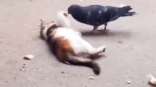 ???????????? cat funny vedio
