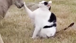 Animals 74