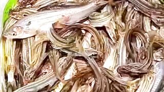 Tengra fish is our Pyo fish |This Fishing? Big Red fish Carp eel videos Mudfish Cooking