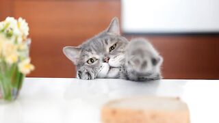 Cat eating food 2