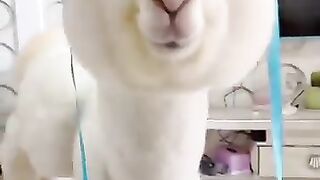 Subhan Allah white camel