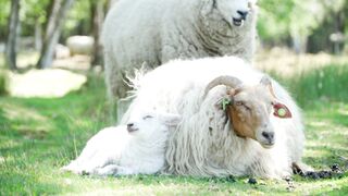 Nature beauty of animal 0088