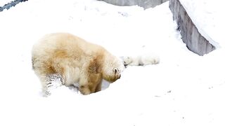 Nature beauty of snow 0090