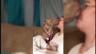 Funniest Animals 2023 ???? Funniest Cats and Dogs ????????