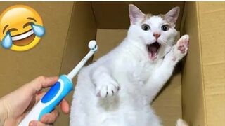 Funny Animals 2023 -Cute Cats And Dogs Doing funny Things
