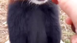 beautiful animal ????????????????????????????????