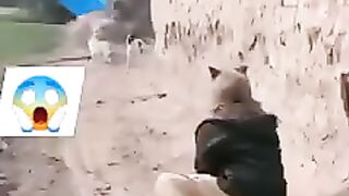 Man and dogs