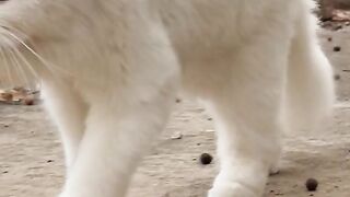 Lovely cat.