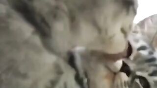 loving cats