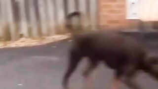 dirty Dog ????????????????????????
