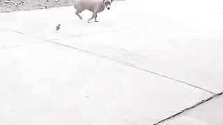 Funny dog scene