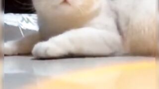 Beautiful cat smile