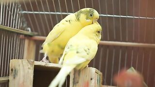 ##birds##love##viral####