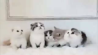 Hilarious Cat Videos Guaranteed to Make You Laugh Out Loud