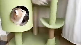 Hilarious Cat Videos Guaranteed to Make You Laugh Out Loud