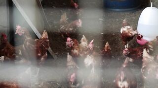 hens sounds