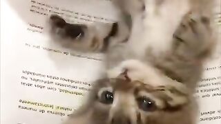 Hilarious Cat Videos Guaranteed to Make You Laugh Out Loud