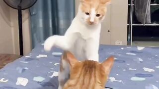 Ninja cat part 3