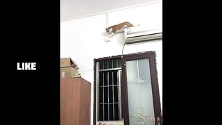Cute Cat most liked funny