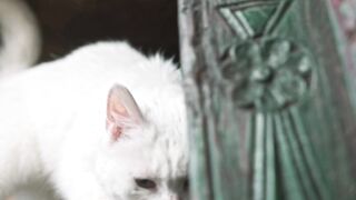 A Cat Jumping On The Book Shelves