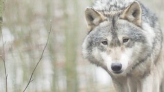 Wolf coming by jidsa123