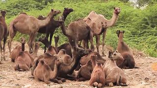 Animals sound
