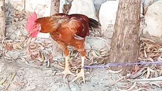 Golden misri murga chicken